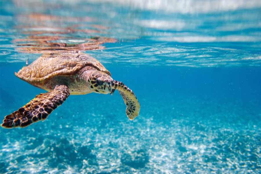 Best Turtle Experiences in Zanzibar for American Tourists