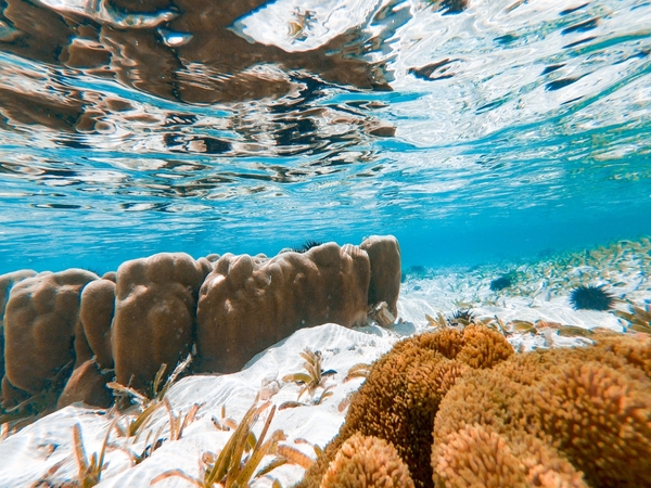 The Complete Guide to Exploring Zanzibar Coral Coast