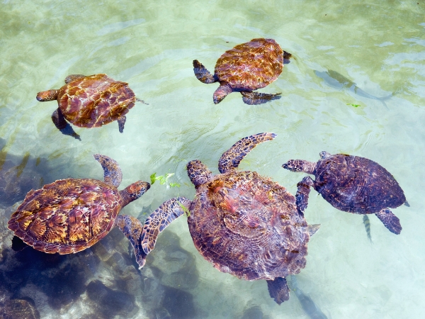 Best Turtle Experiences in Zanzibar for American Tourists