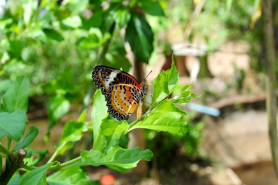 Zanzibar Butterfly Centre Road Trip Guide for Nature Lovers