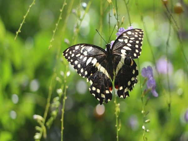 Zanzibar Butterfly Centre Road Trip Guide for Nature Lovers
